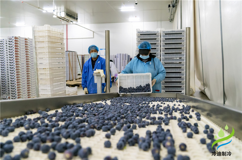 安裝一個100平米藍莓速凍冷庫造價多少錢？